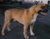 AKC CH Sierras Lil Masked Raider